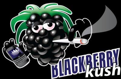 Blackberry Kush